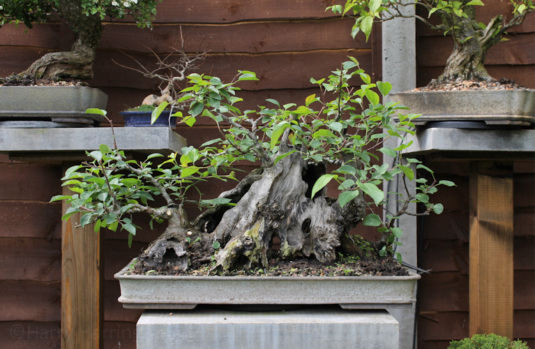 crab apple bonsai